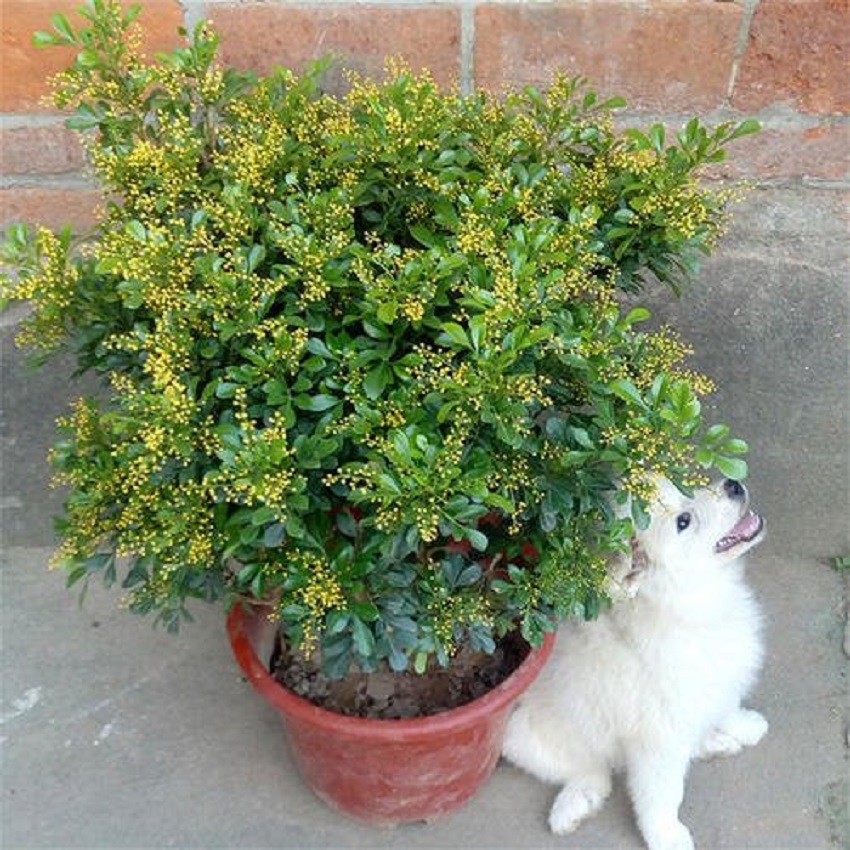 米兰在夏天如何养护,米兰花香味浓郁养护要点