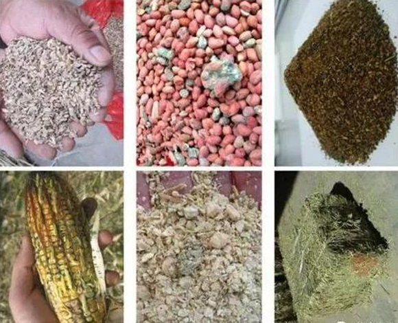 家禽养殖中如何避免霉菌毒素中毒,家禽饲料中霉菌毒素最高标准