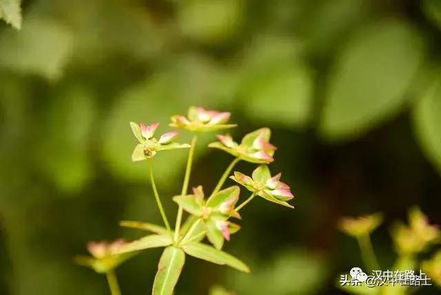 探秘汉中,汉中一村子窜入野生羚牛