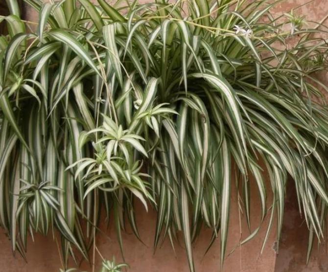 什么盆栽又好看又能净化空气,十大适合室内空气净化盆栽