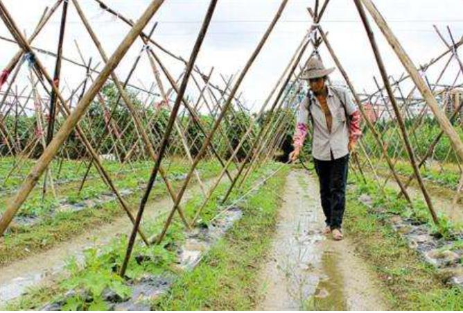 果园用除草剂的危害,果园禁用草甘膦