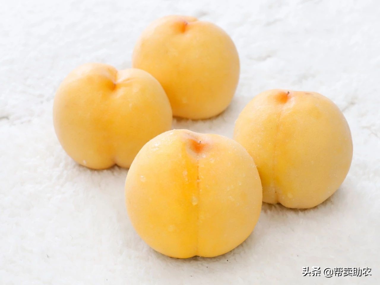 中国蜜桃,中国水蜜桃之乡阳山水蜜桃