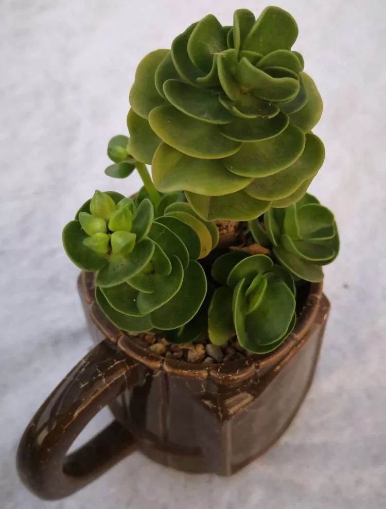 最美的20种多肉,15种最美的多肉