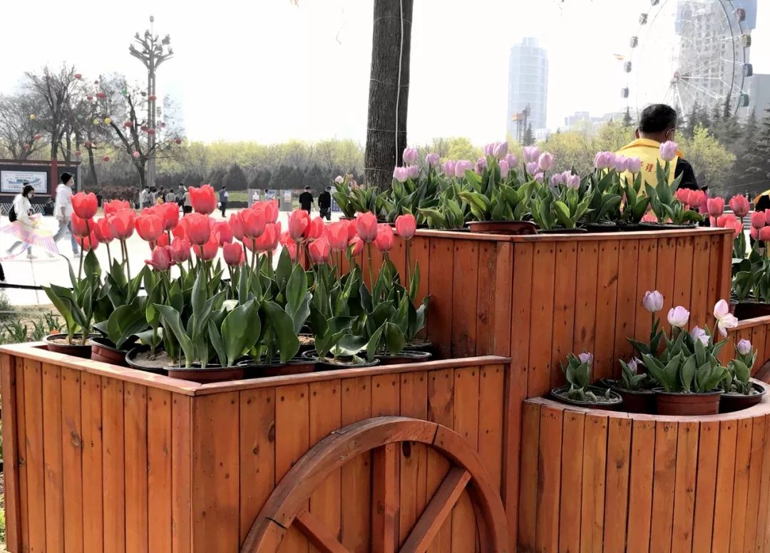 太美了花海随拍,咸阳郁金香在哪