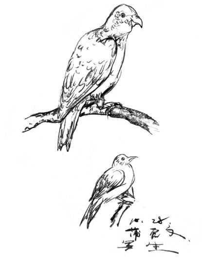 速写小知识,速写的知识