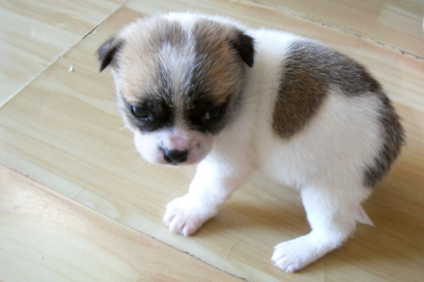 狗狗身上长红点会自己好吗,狗狗身上长红点并且抓痒怎么办