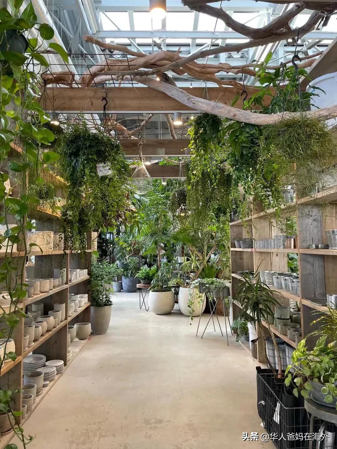 在日本上学的中国小孩会被欺负吗 (中国人在日本学校会被欺凌吗)