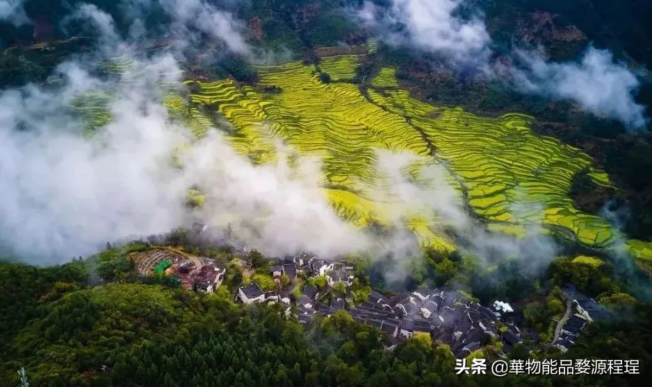 婺源这片仙境般的油菜花田已上线！超级美腻！赶紧约起来