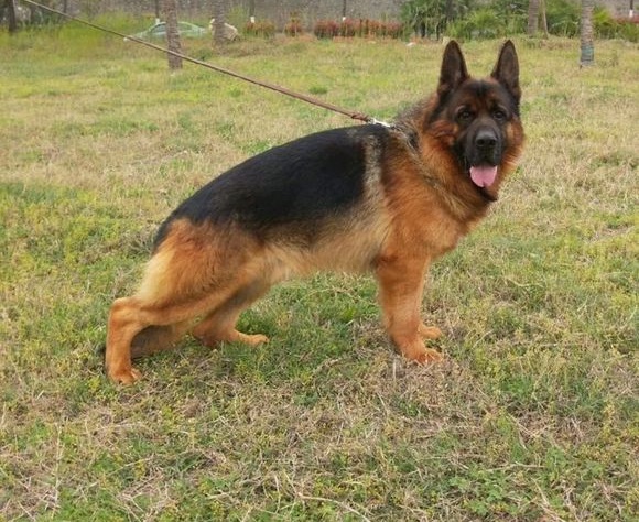 如何辨别一只标准的德国牧羊犬,最好的德国牧羊犬什么特征