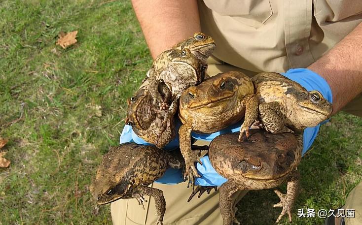 甘蔗蟾蜍入侵澳洲,澳大利亚新入侵物种海蟾蜍