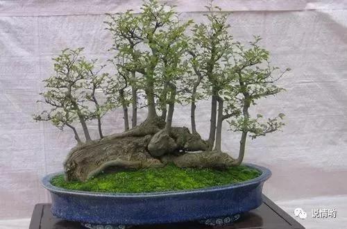 榕树也叫摇钱树，给人带来好运和财富！榕树怎么养？