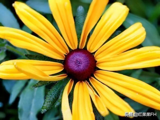 黑心金光菊和全缘金光菊的区别,黑心金光菊的观赏特性和园林用途