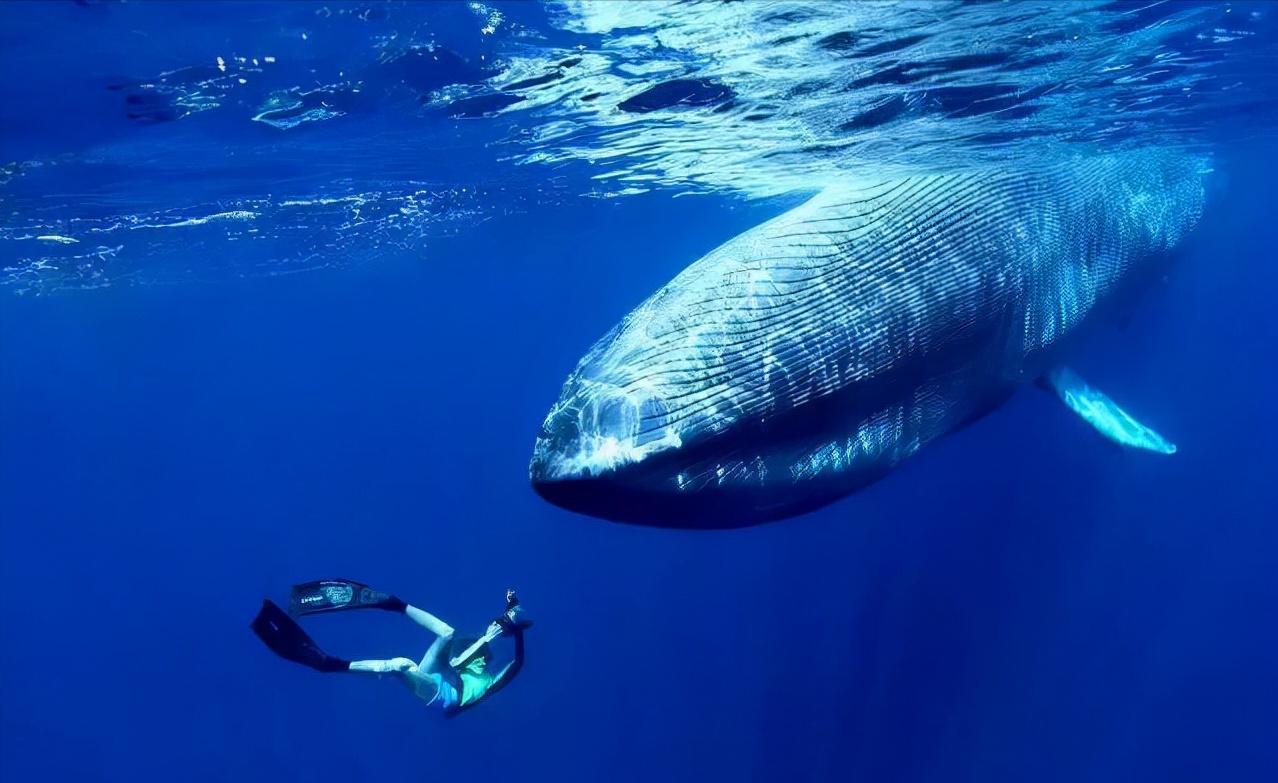 在鲸鱼肚子里是什么感觉,在鲸鱼肚子会经历什么