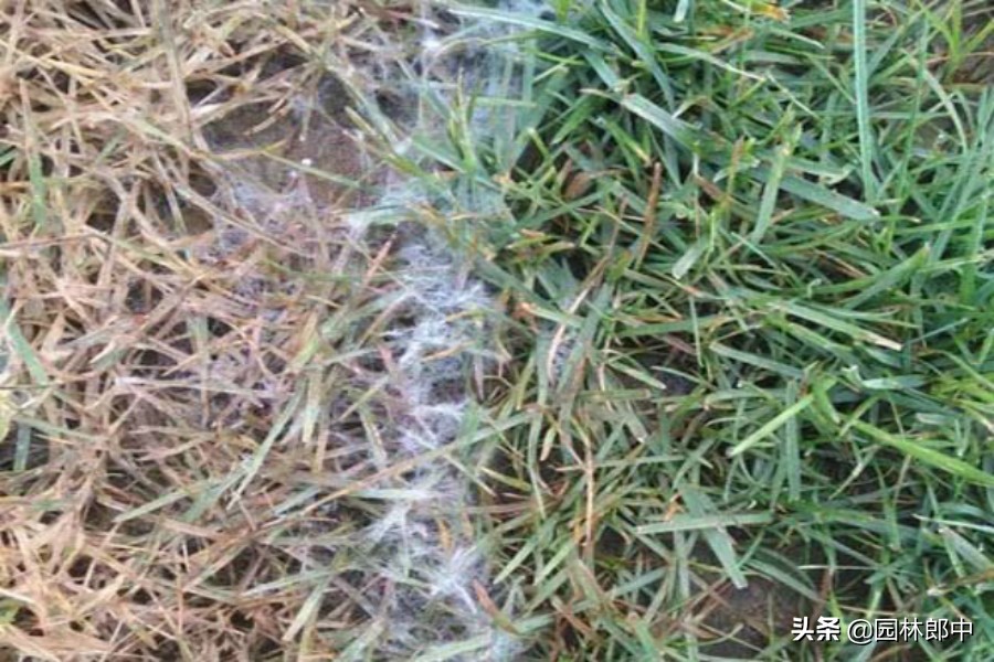 草坪灰斑病,草坪上白色颗粒是什么