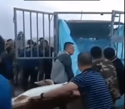 渔民误捕350斤鱼王,渔民误捕到的鱼