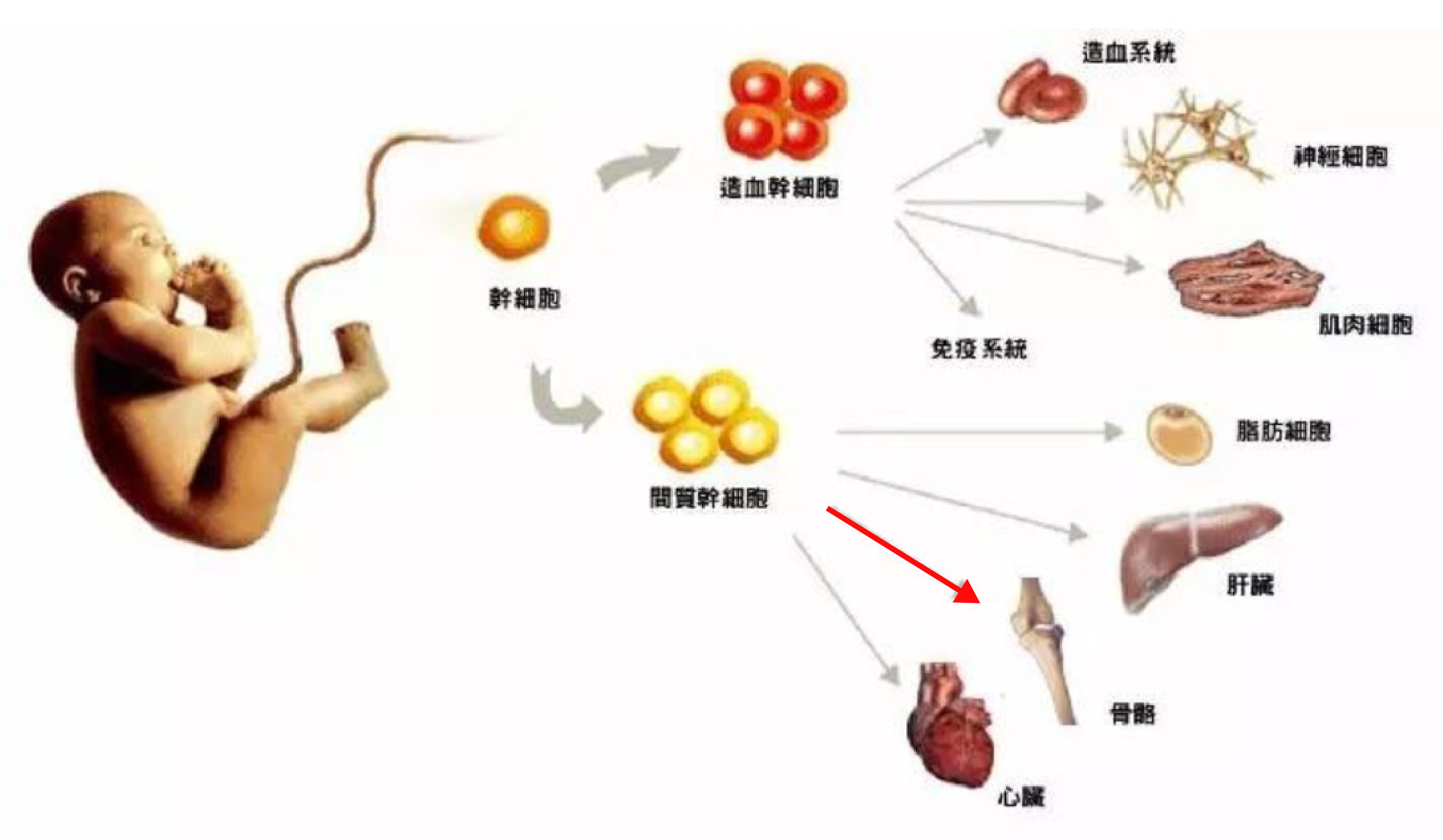 脐带间充质干细胞能治什么病,人脐带间充质干细胞是什么