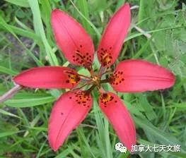 加拿大的国花是什么花,加拿大的国花国树图片