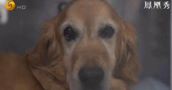 8.1国产良心，分分钟救你「狗命」