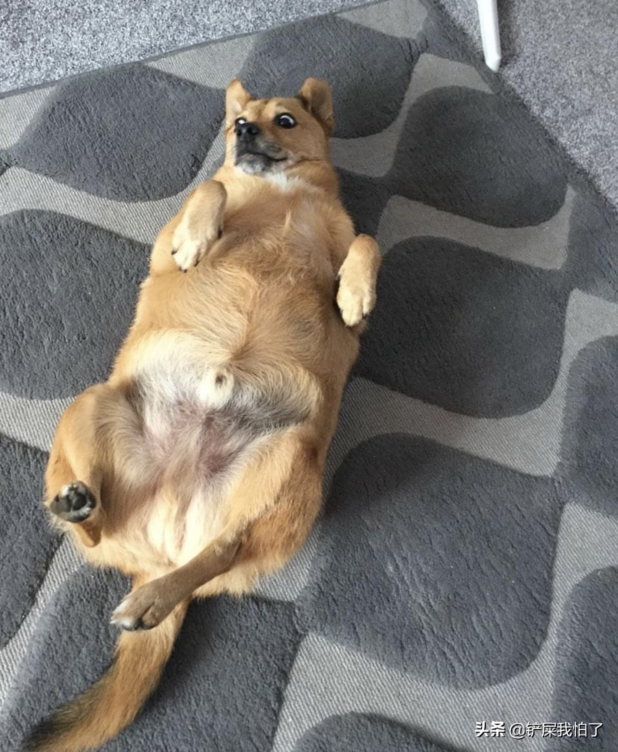 给狗狗报名上学靠谱吗,给狗狗办健身卡