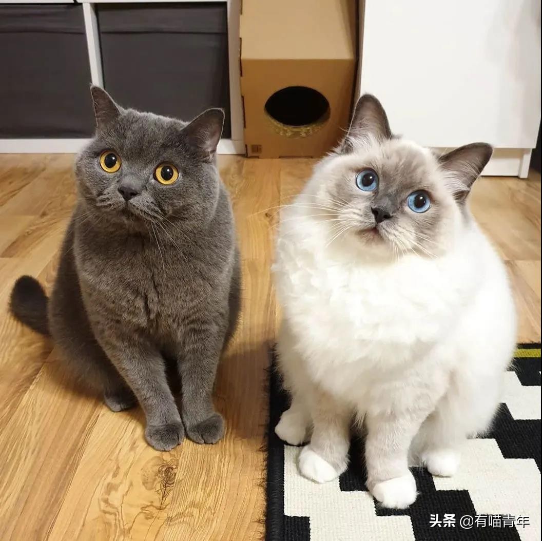 最可怕的5种猫,盘点很可怕的几种猫