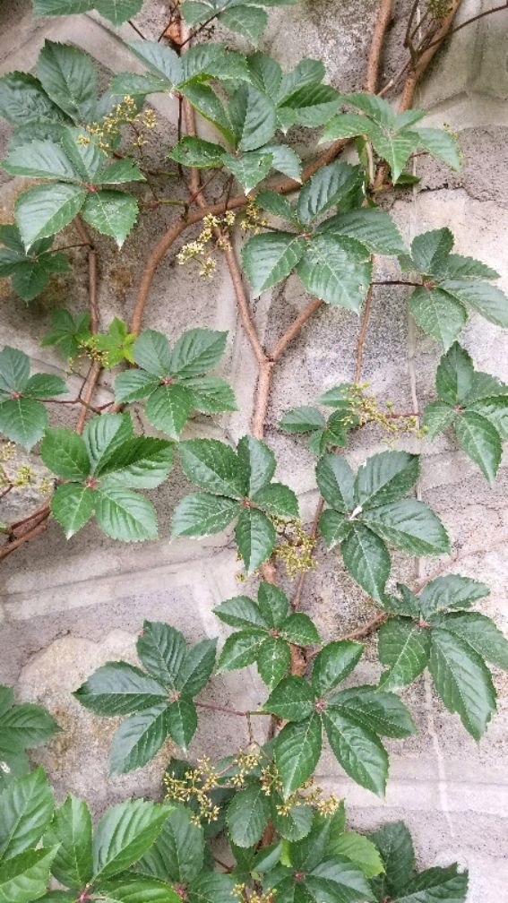 五叶地锦的特点和应用