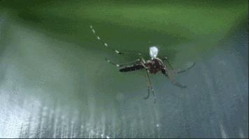 蚊子是怎样吸食你血液的,蚊子吸了我们的血后会发生什么