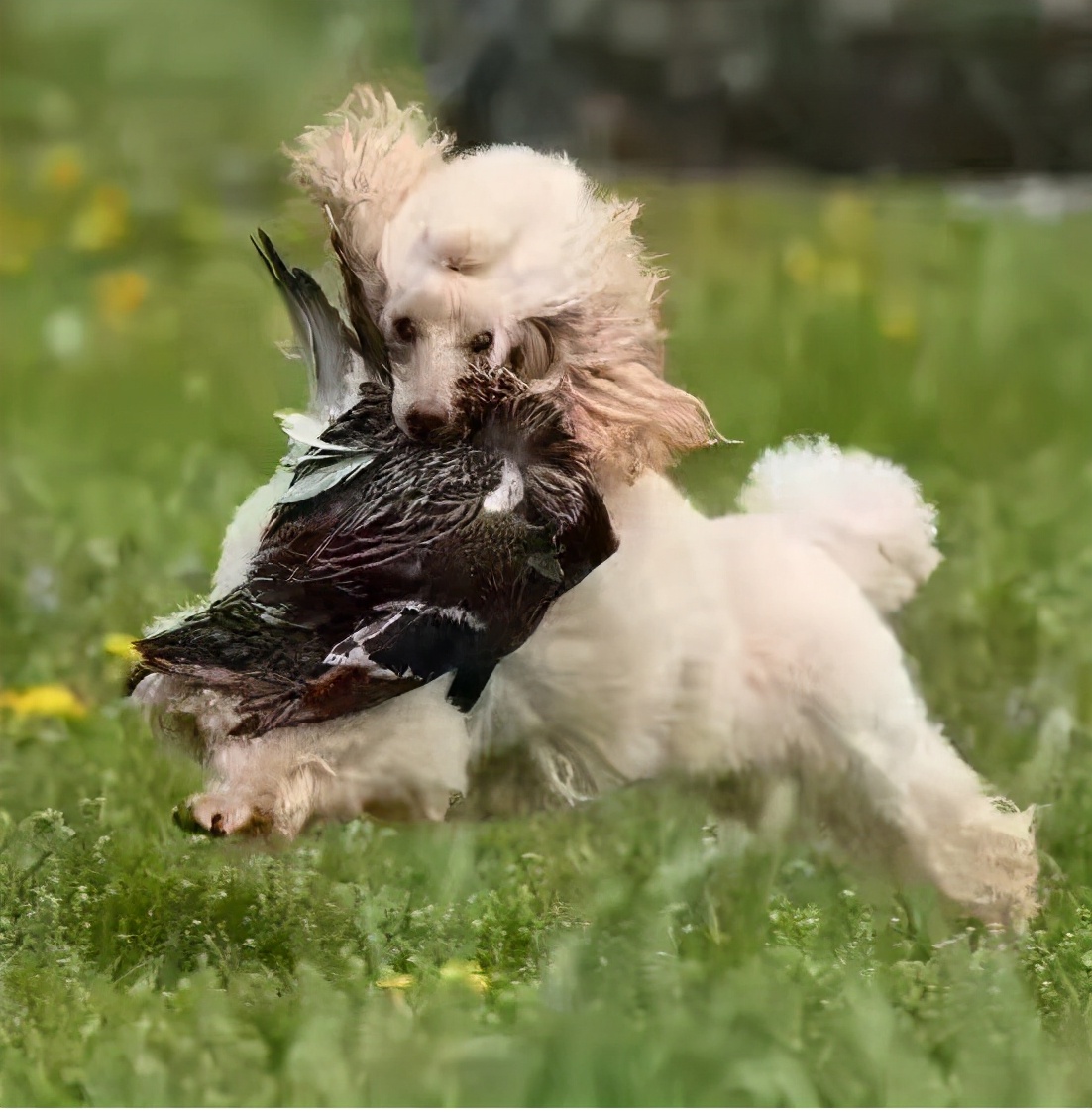 给犬断尾方法的优缺点,给泰迪断尾有必要吗