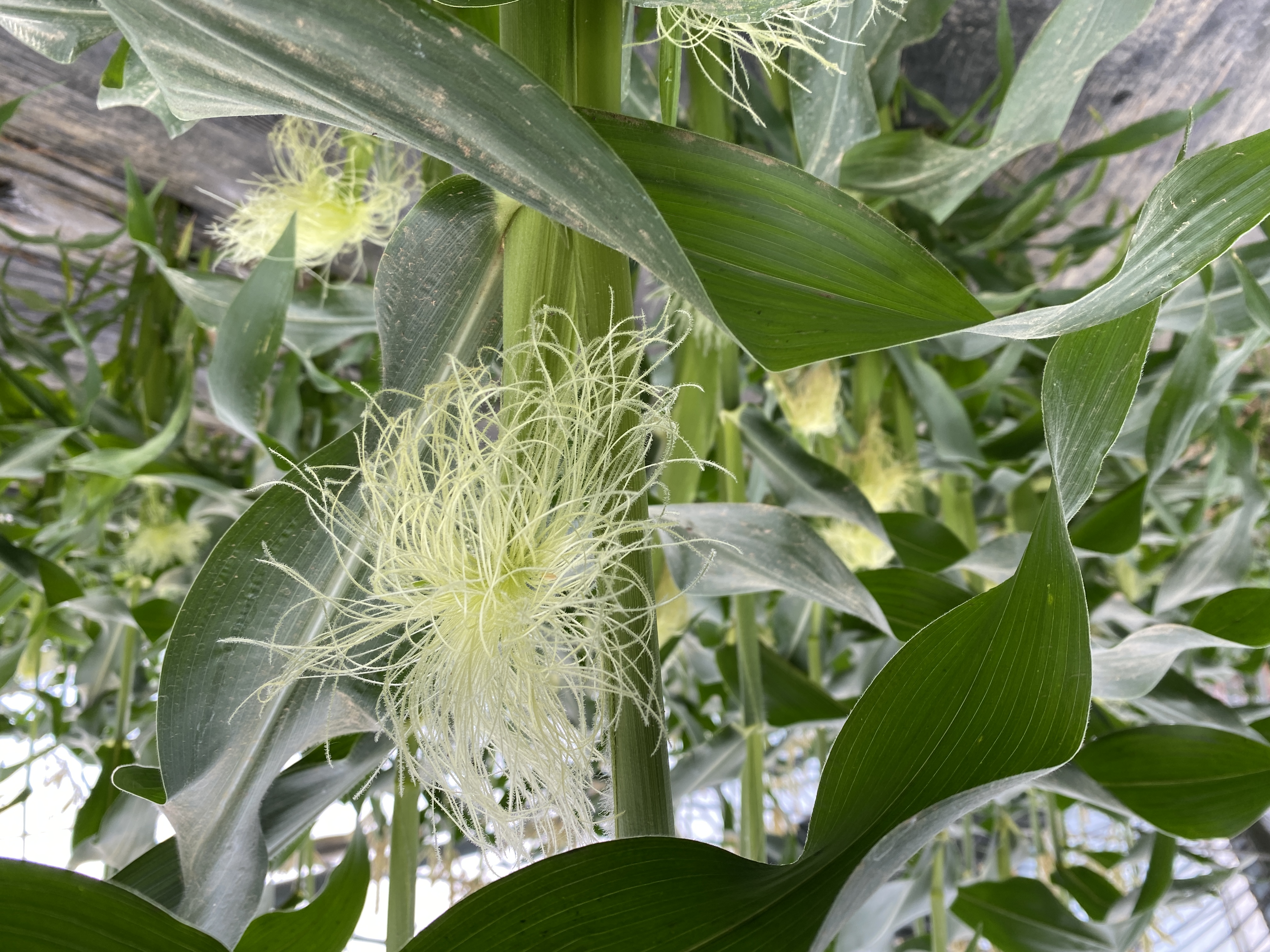 唯品牛乳是全脂奶吗,朝日唯品牛奶口感