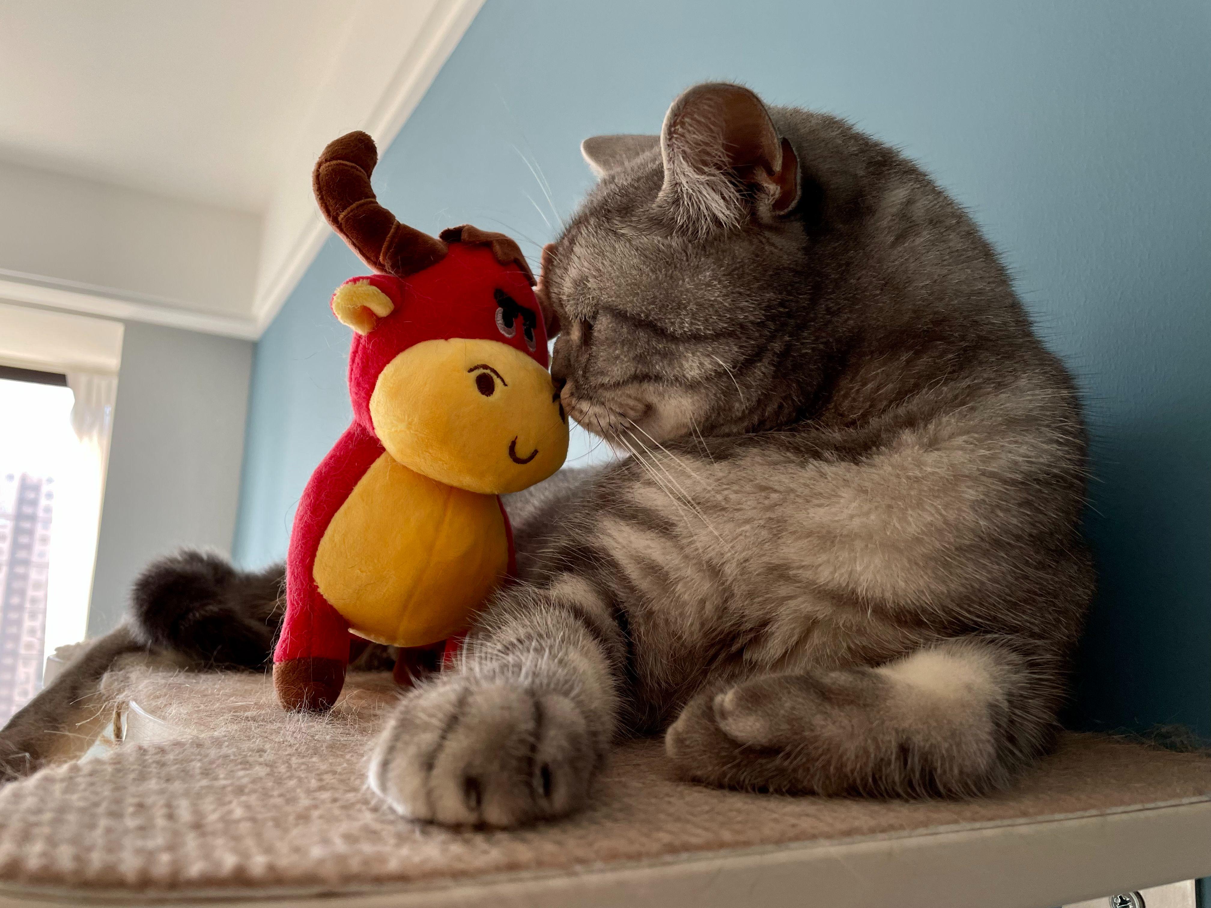 推荐猫粮养胖,经济又实惠的好猫粮推荐