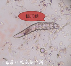 犬常见皮肤病,犬常见皮肤病症状有哪些