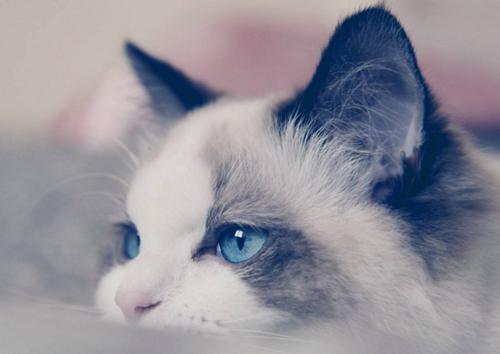 布偶猫的市场价多少钱一只,布偶猫价格多少钱一只最便宜