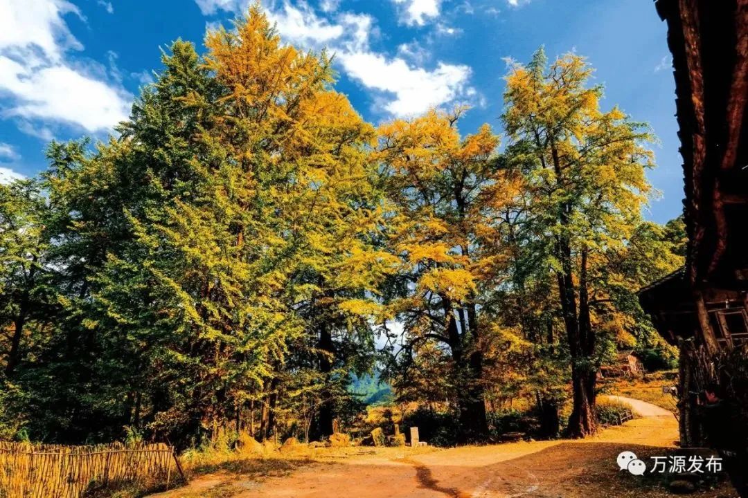 看万山红遍层林,看漫山红遍层林尽染国画