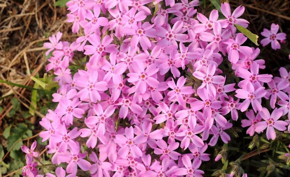 开成“红毯”的4种花,撒把种子开花十几年,邻居见了都眼馋