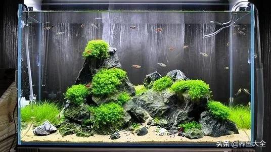 观赏鱼烂鳃怎么办,观赏鱼烂肉会死吗