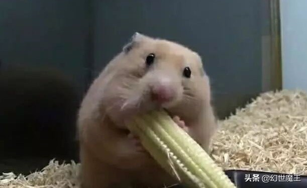除了吃货，仓鼠还会“过日子”，只因嘴上有一个“异度空间”？