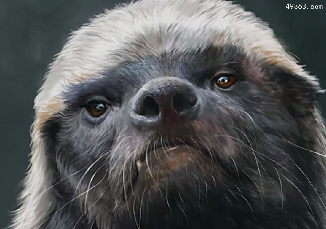 平头哥蜜獾哪个国家让养,为什么蜜獾被称为平头哥