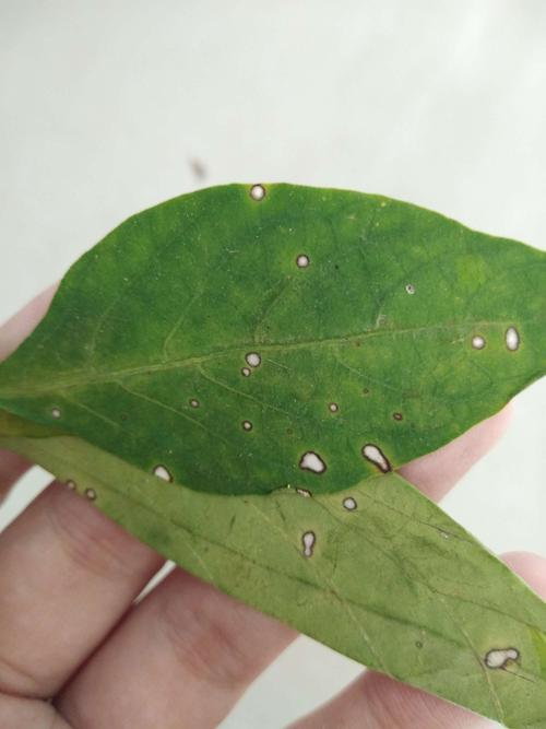 辣椒白星病防治农药,辣椒的白星病害图片及用药