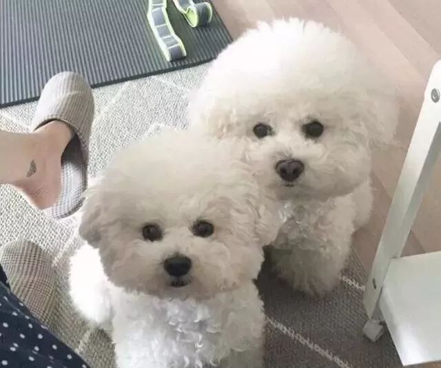 比熊这朵棉花糖，圆圆白白胖胖，是我的初恋情狗没错了