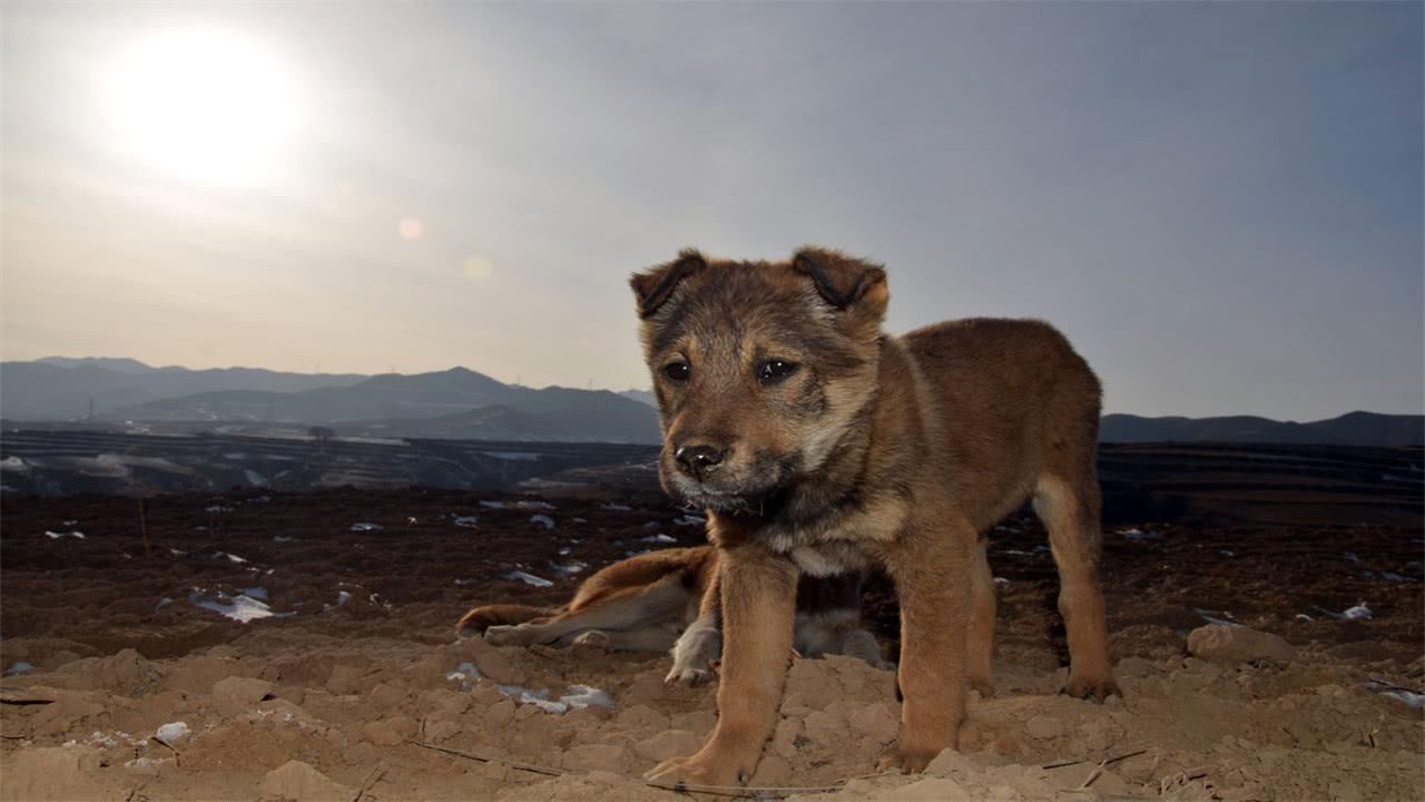什么样的狗才算好狗,什么样的狗既便宜又好养不易生病