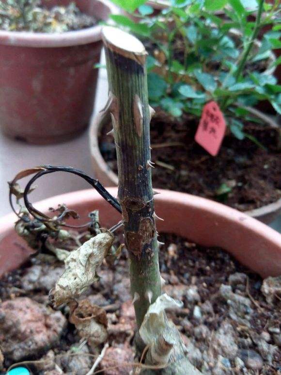 月季水浇多了黄叶了咋办,月季水浇多了嫩芽打蔫怎么办