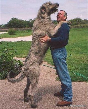 灵缇犬是跑得最快的狗吗,灵缇狗狗