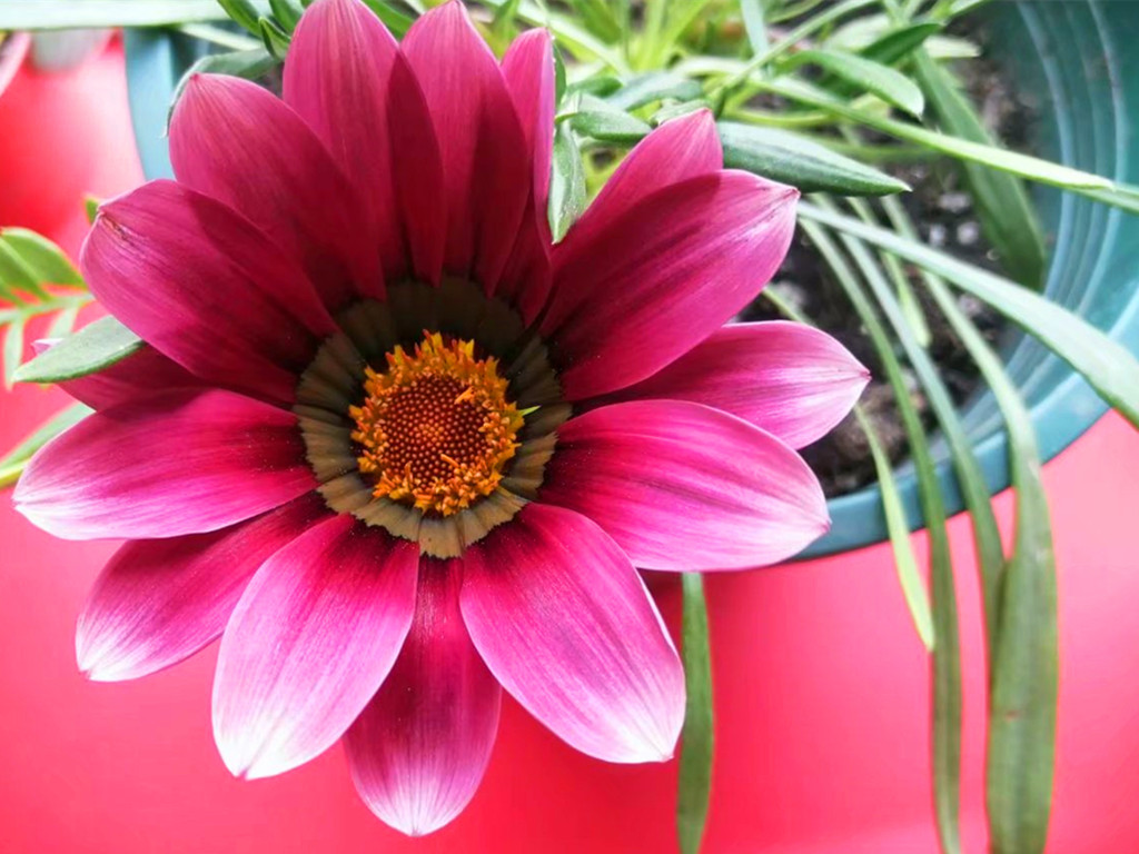 勋章菊花朵不开,勋章菊什么时候开花