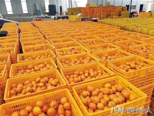 柑橘行情不好时如何卖农药,柑橘销售难对策建议