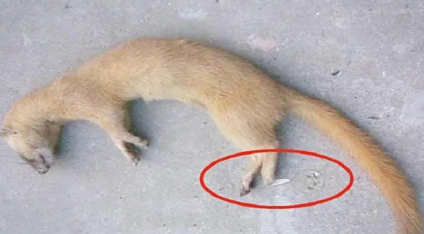 为什么老人说不能打黄鼠狼,为什么老人说黄鼠狼不能杀