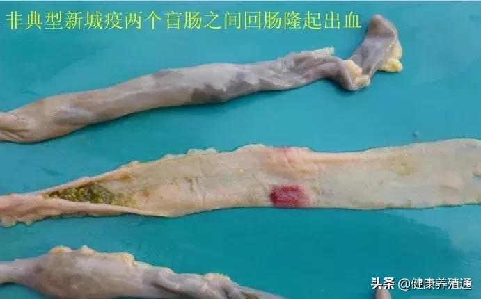 家禽与家禽解剖的不同点,家禽疾病诊断及解剖步骤