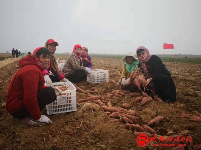 玉田红薯新品种,新品种红薯图片大全