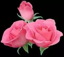 520情人节祝福送上真的太美了,最新的520情人节