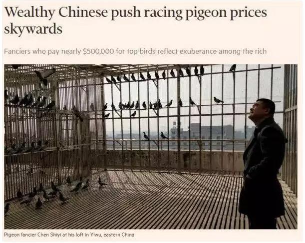 鸽子比赛得奖的鸽子能值多少钱,一只鸽子卖到100元