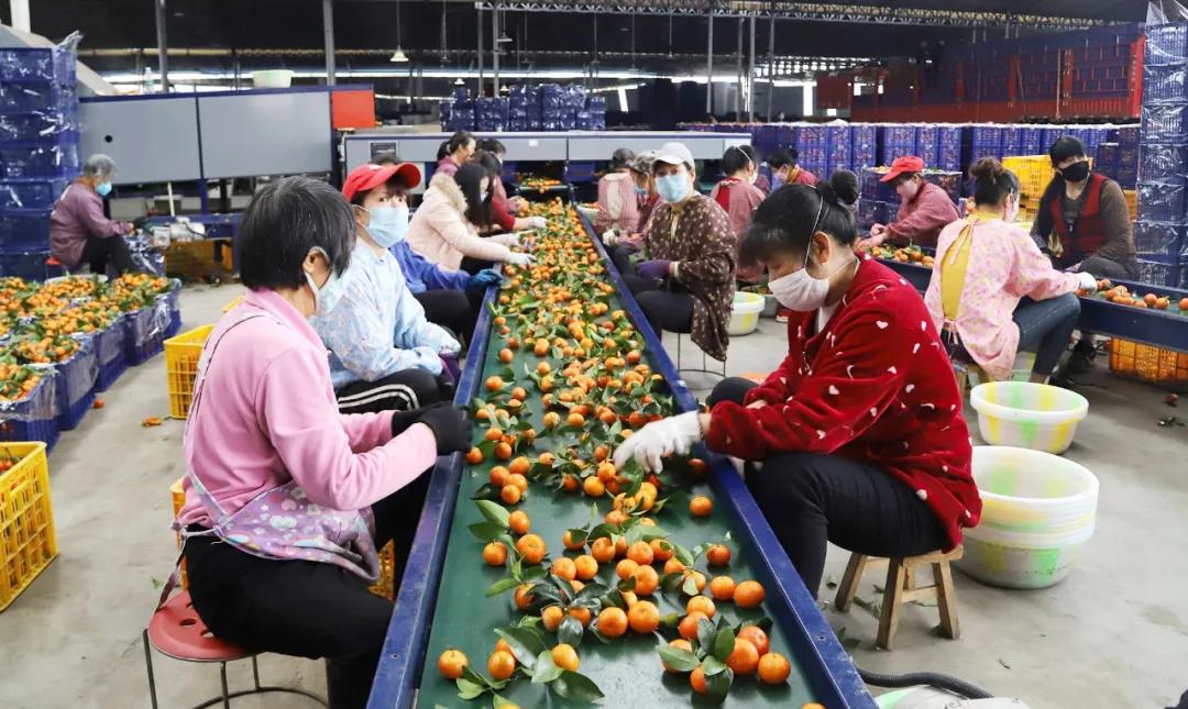 沃柑产业助力脱贫攻坚,助力果农销售沃柑3300斤