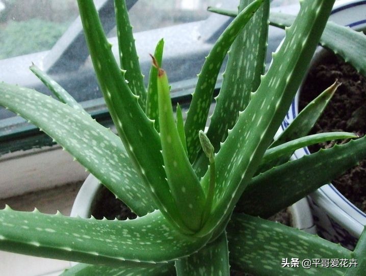 吸附甲醛净化空气的好养的花,室内净化空气除甲醛最好养什么花